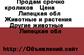 Продам срочно кроликов › Цена ­ 1 000 - Липецкая обл. Животные и растения » Другие животные   . Липецкая обл.